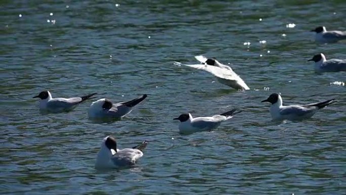 一只鸟正在进行翅膀运动，以慢动作再次飞起并降落在水中。