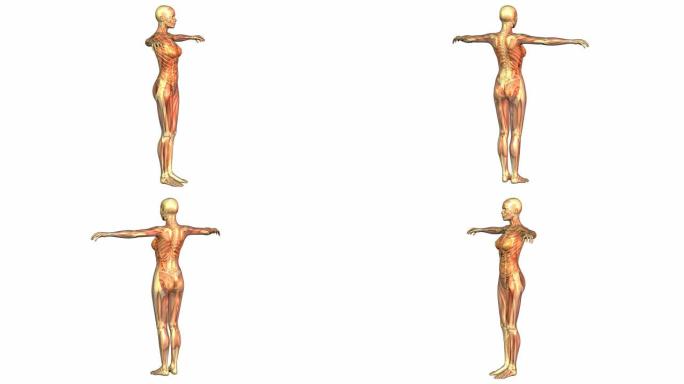 人体解剖学的数字3D动画