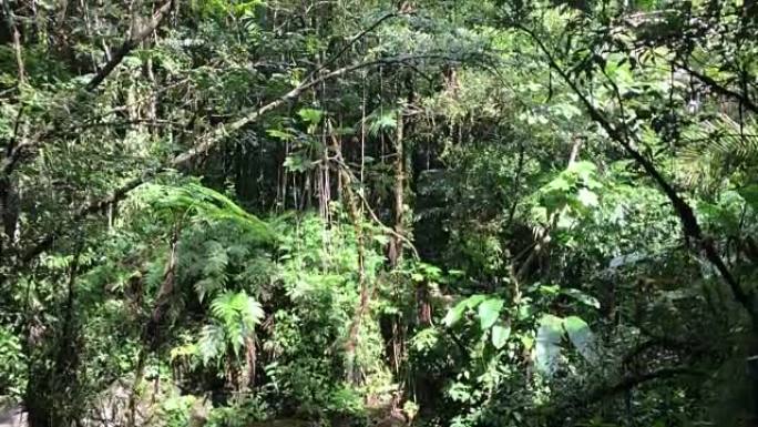 波多黎各的云雀雨林