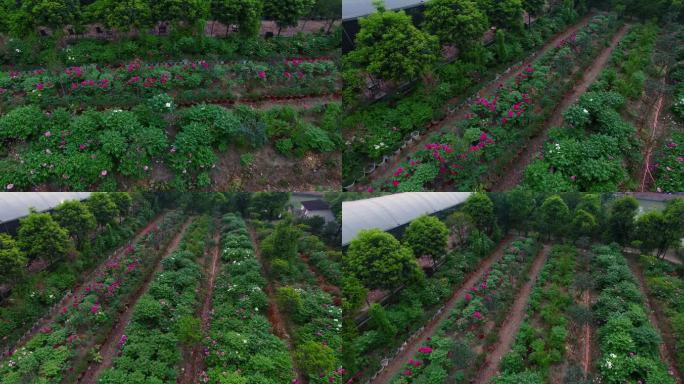 h四川彭州牡丹基地航拍03