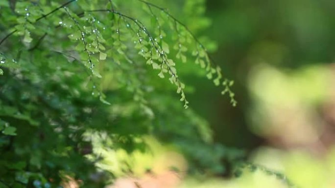 花园里的蕨叶