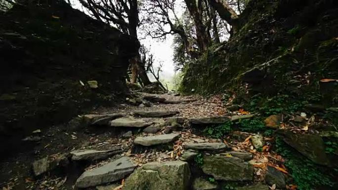穿过雨林步道的步行道
