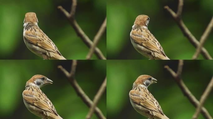 菲律宾玛雅人或欧亚树麻雀或通过人montanus perch on twig