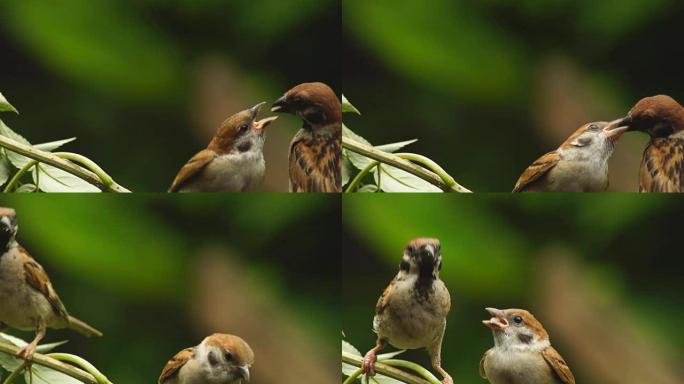 菲律宾玛雅人或欧亚树麻雀或通过人montanus perch on twig