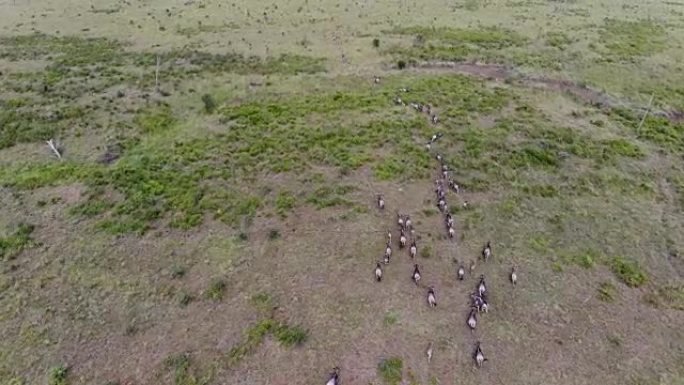 在非洲坦桑尼亚的热带稀树草原上奔跑的牛群迁徙的鸟瞰图。