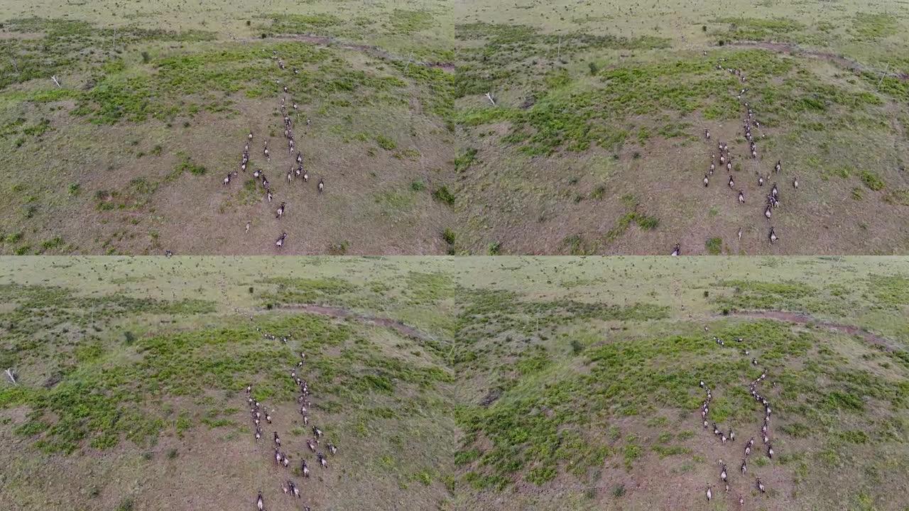 在非洲坦桑尼亚的热带稀树草原上奔跑的牛群迁徙的鸟瞰图。