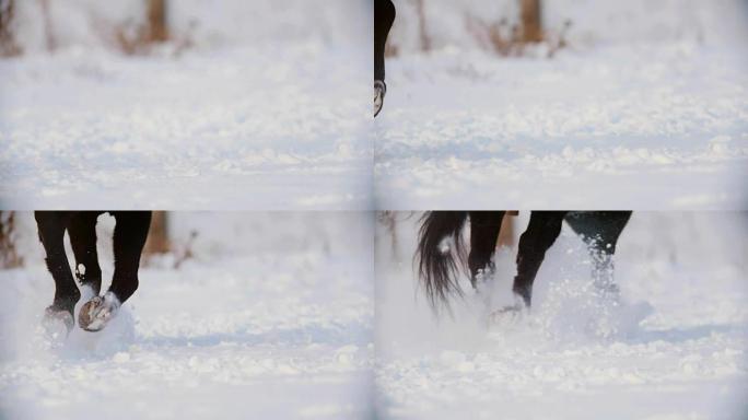 马蹄疾驰在雪地上的特写镜头