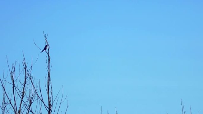 喜鹊坐在一棵枯树的树枝上