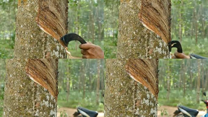 高清镜头，从天然橡胶树上敲击乳胶。