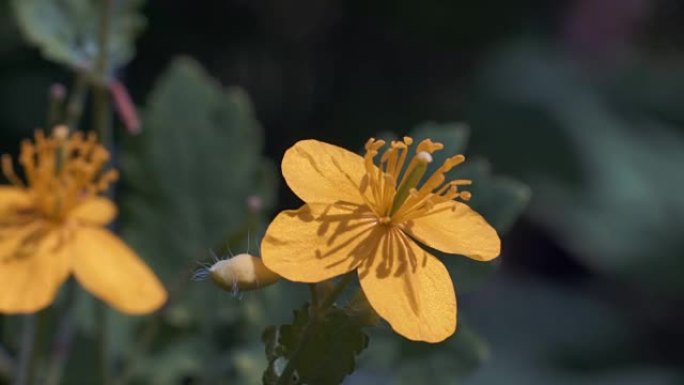 微距拍摄，小甲虫坐在黄花上然后飞到另一朵花上