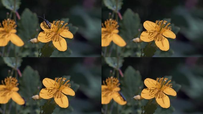微距拍摄，小甲虫坐在黄花上然后飞到另一朵花上