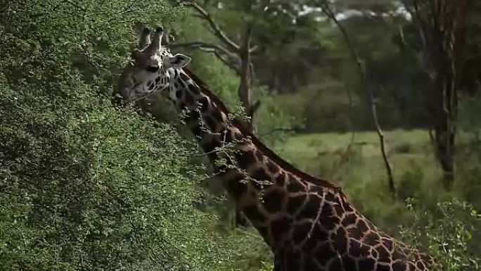 长颈鹿吃树叶