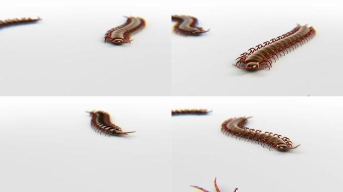 白色表面的蜈蚣，景深3D动画，循环
