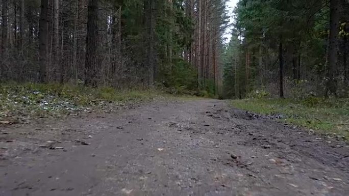 在森林中拍摄肮脏的小径