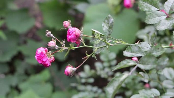 真菌病白粉病损害玫瑰植物叶片和花蕾特写
