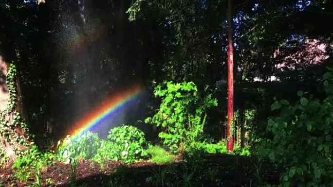 树林中的彩虹