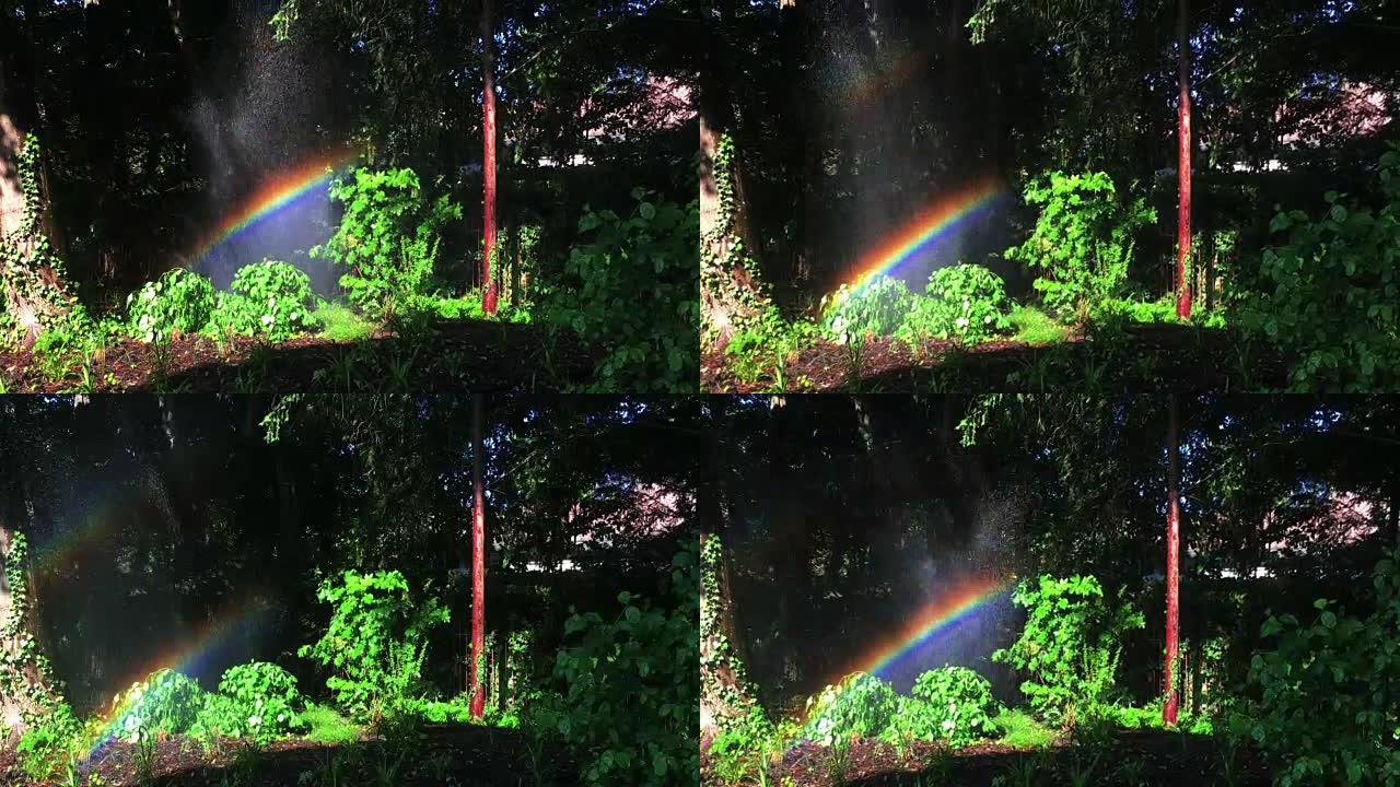 树林中的彩虹
