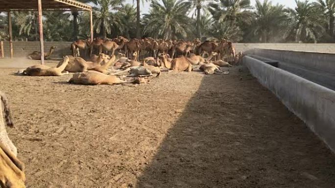 农场里的一群骆驼