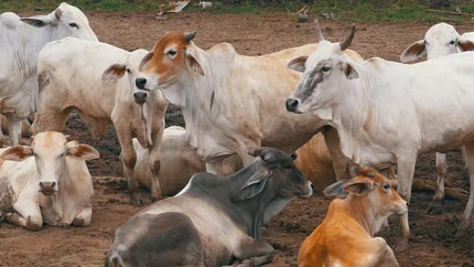 在亚洲一个肮脏的牧场上放牧的泰国奶牛群。开放的奶牛农场。泰国