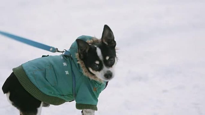 一只穿着绿色外套的小吉娃娃狗在白雪覆盖的街道上颤抖着奔跑。旁边是一位穿着暖冬鞋的老年情妇