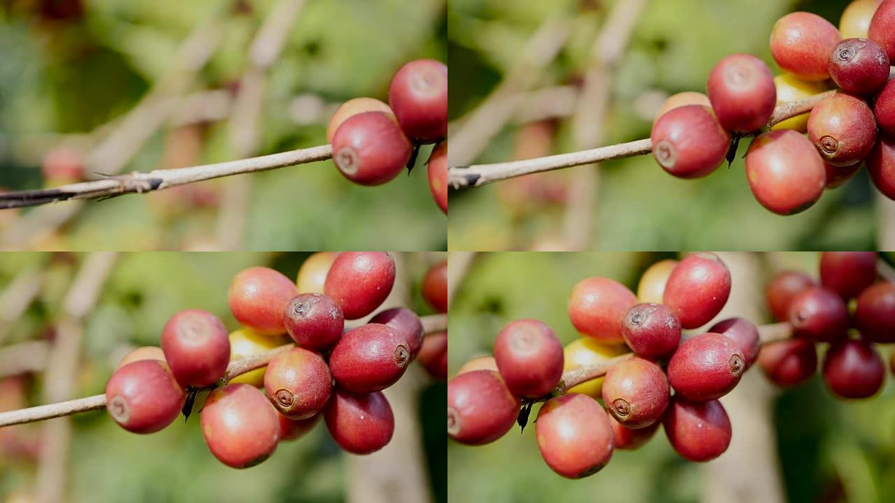 咖啡樱桃 (豆) 成熟