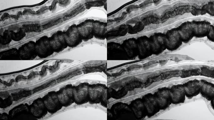 显微镜下的透明幼虫，具有内部器官，以及外来生物