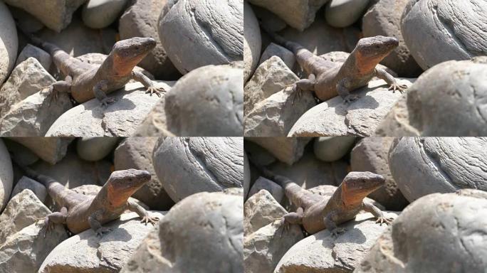 巨型蜥蜴以4k慢动作在岩石上四处张望