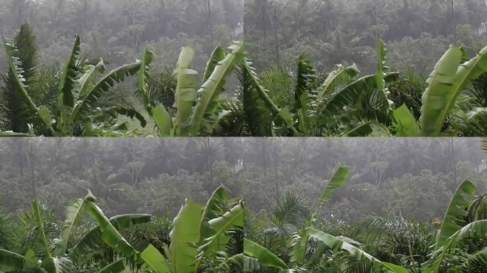Tropical wind and rain drops falling on green palm