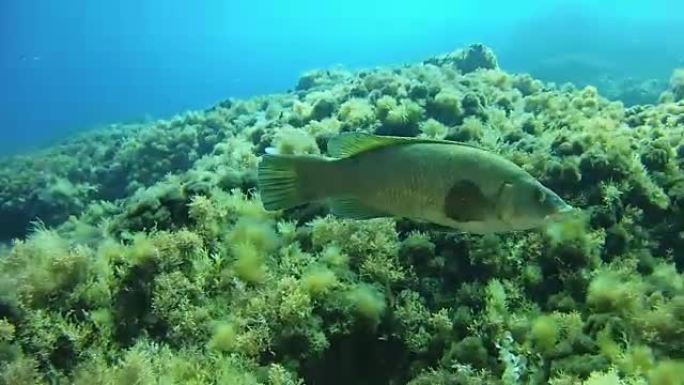 濑鱼在礁石中游泳-地中海水肺潜水