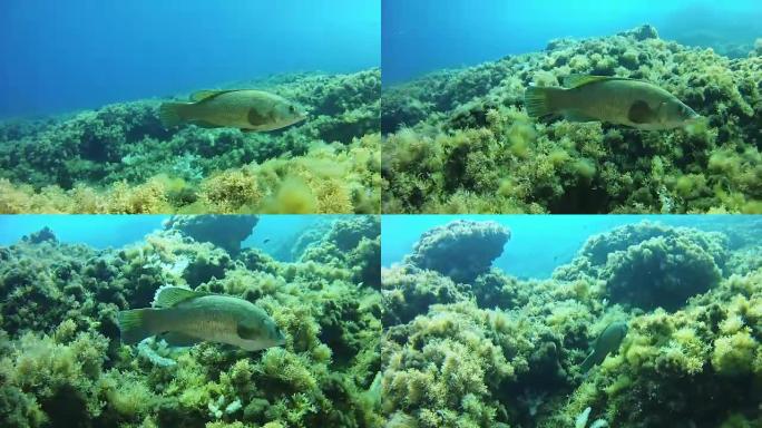 濑鱼在礁石中游泳-地中海水肺潜水