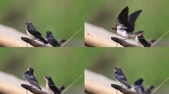 中国鸟类新纪录线尾燕幼鸟特写镜头