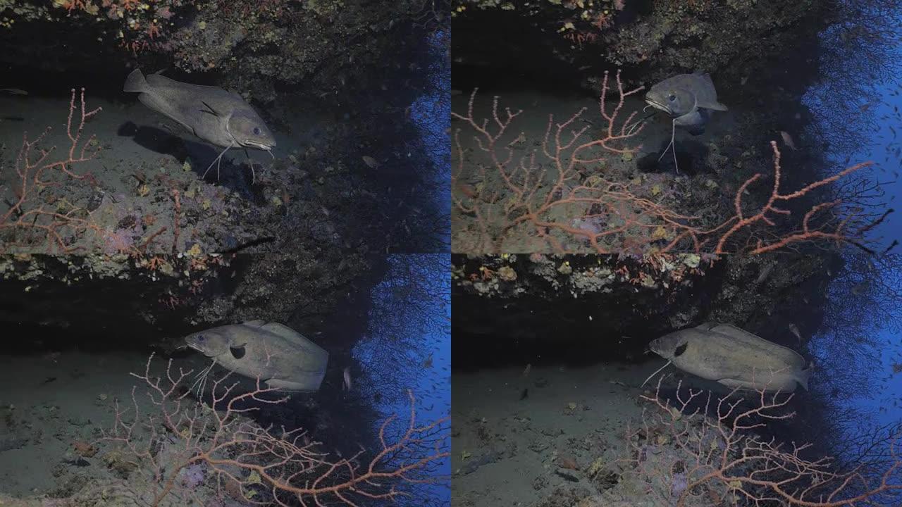 大叉胡子在地中海礁的洞穴中游泳