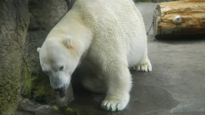 HD-北极熊抓挠