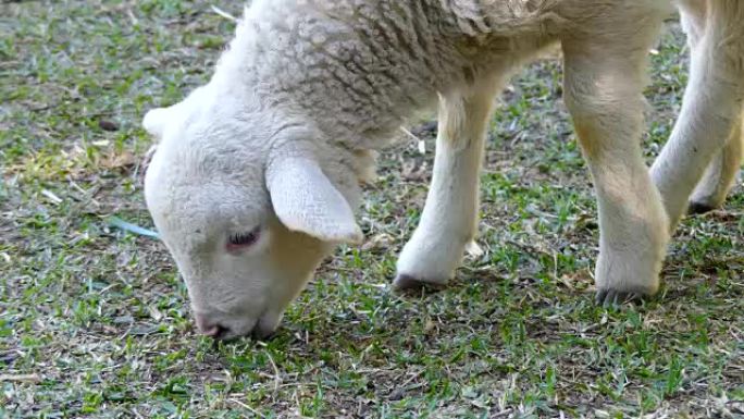 Close up Head of Lamb chew grass.