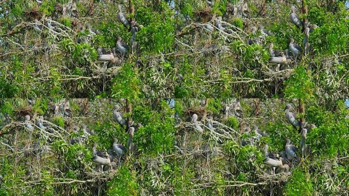 泰国武里南省天然鸟类公园的苍鹭鸟类生活