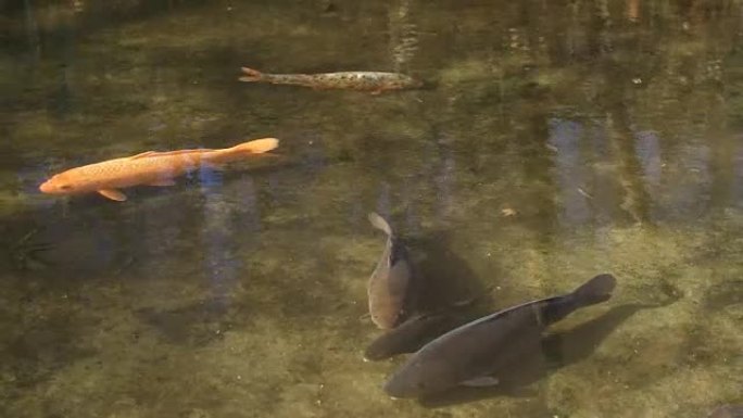 日野东京黑川公园小溪中的橙色鲤鱼中景