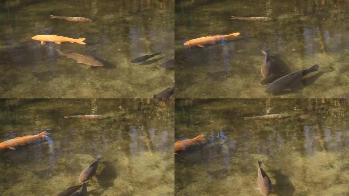 日野东京黑川公园小溪中的橙色鲤鱼中景