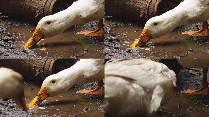 白色北京烤鸭从肮脏、沼泽、泥泞的后院寻找食物