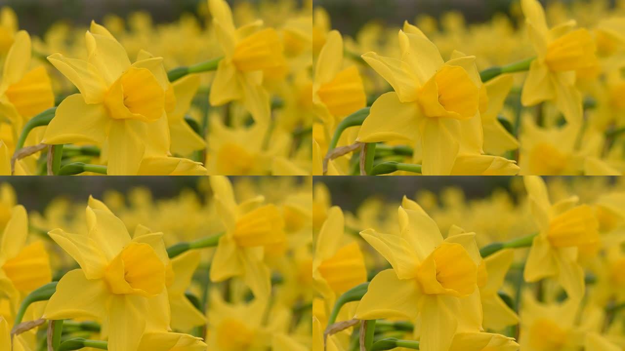 花园中的黄色水仙花