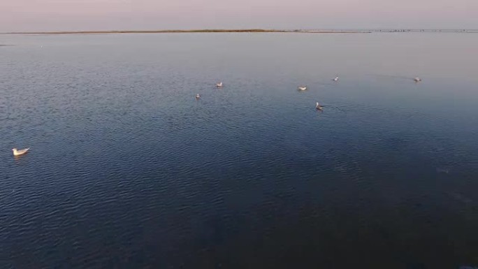 海鸥在黑海水中游泳并在日落时飞走的航拍