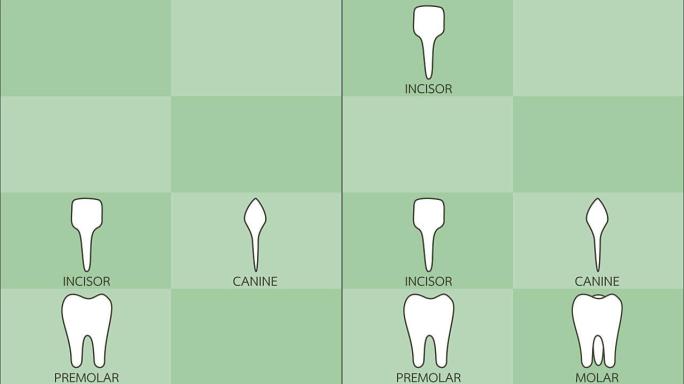 带有详细词的牙齿类型-门牙，犬齿，前磨牙，磨牙，牙齿种类