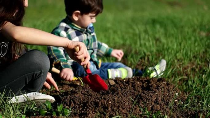 种植幼苗