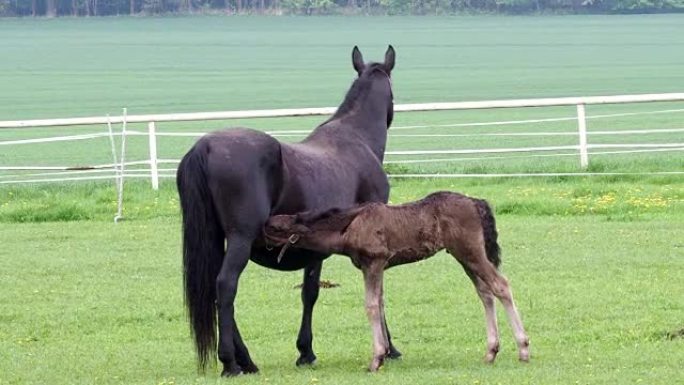 黑克拉德鲁比马，母马和小马驹