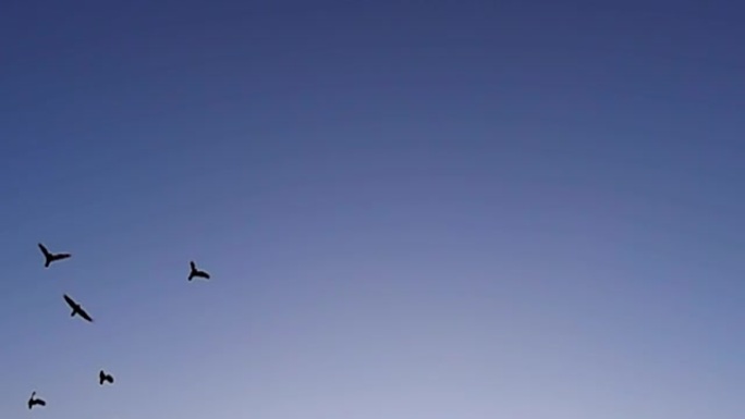 鸟群飞舞慢动作视频