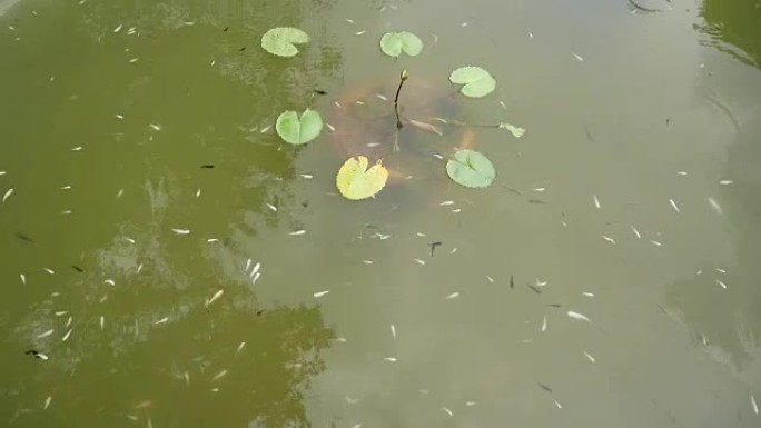 池塘里的小鱼和睡莲叶子