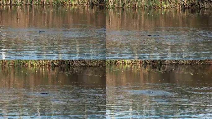 鸭嘴兽在塔斯马尼亚河中游泳的远射