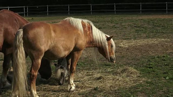 Group of horses eating hay in an arid field on sun