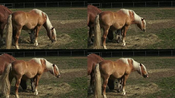 Group of horses eating hay in an arid field on sun