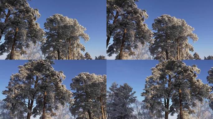 克洛尔德冬日。松树覆盖的霜冻。蓝天背景。