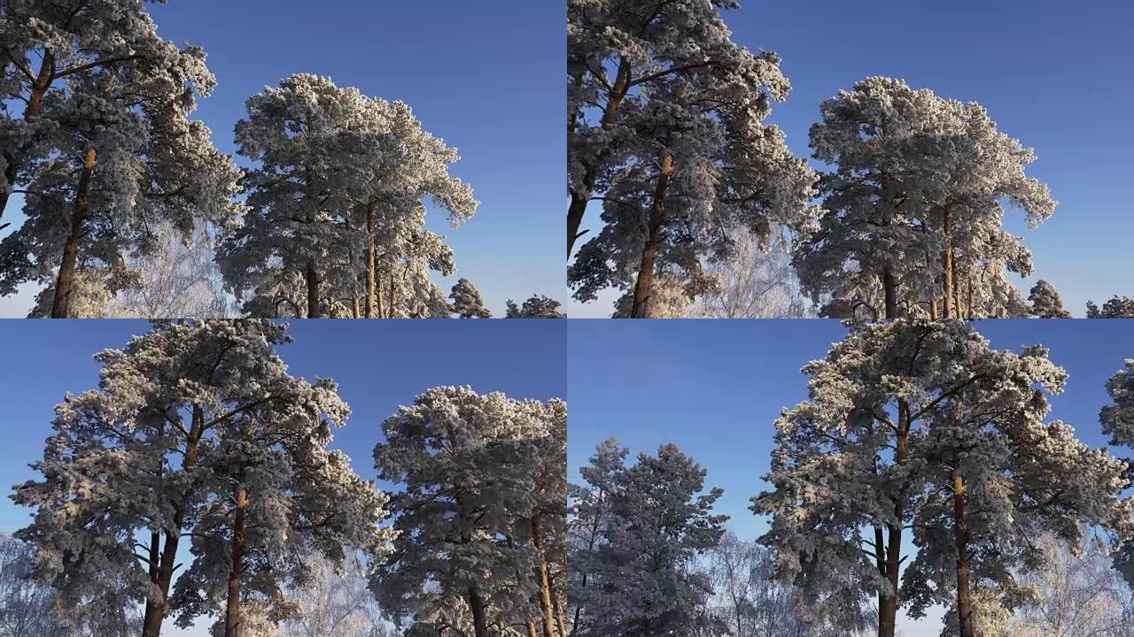 克洛尔德冬日。松树覆盖的霜冻。蓝天背景。